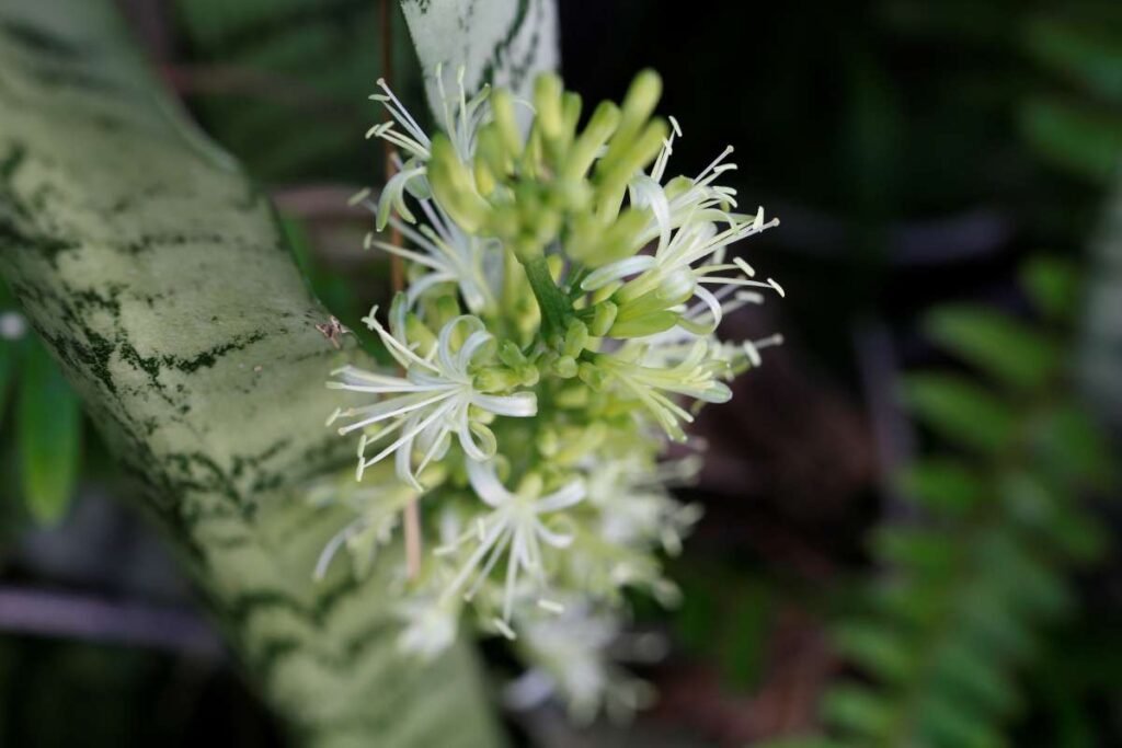 Snake Plant Flower: A Deep Dive into a Rare and Fascinating Phenomenon