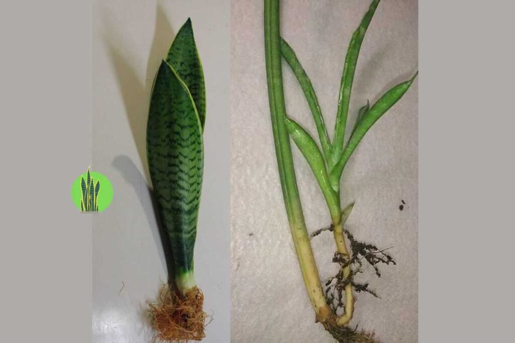 How to Propagate Snake Plant