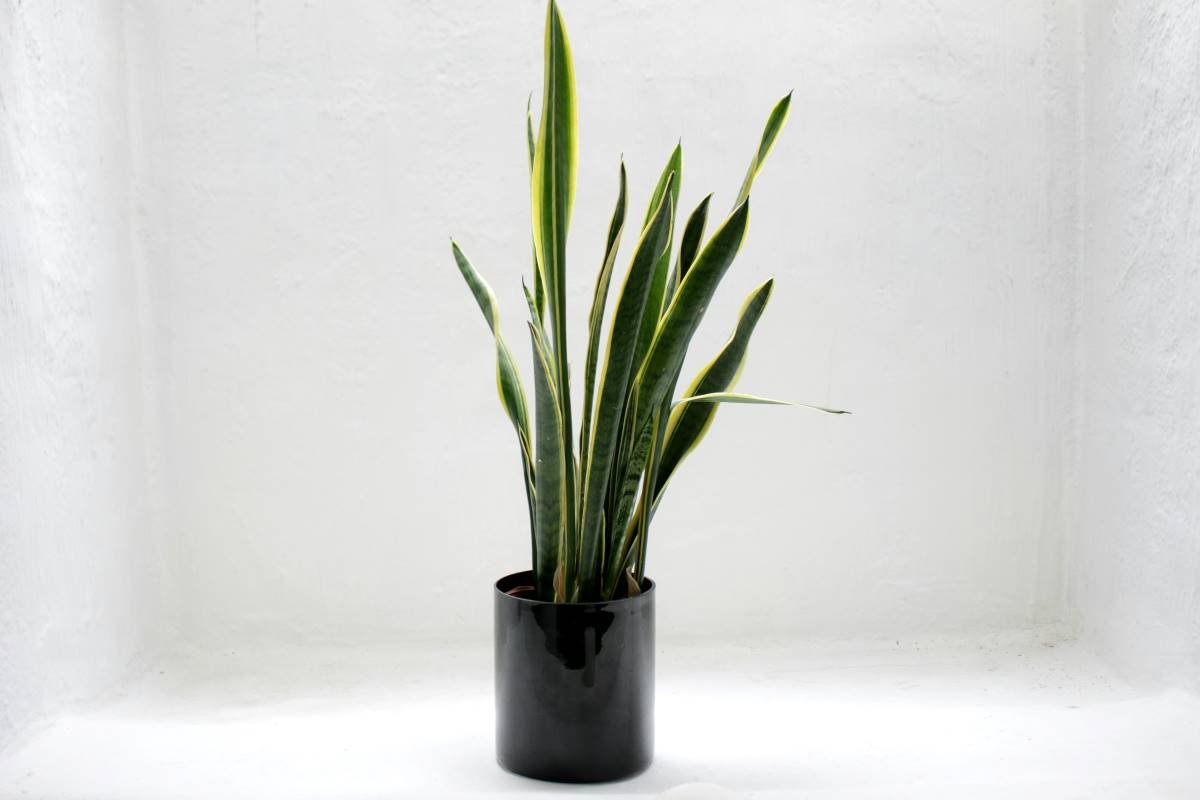 Snake Plants with a pot