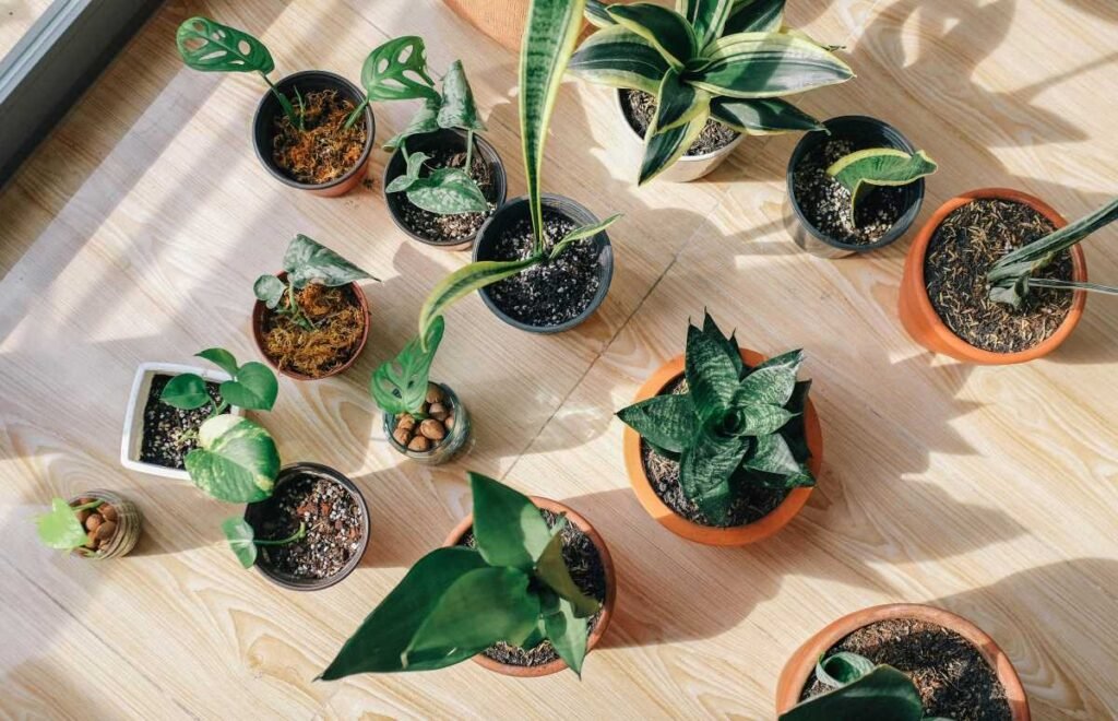 Top 8 Beautiful Snake Plant Varieties for Your Home