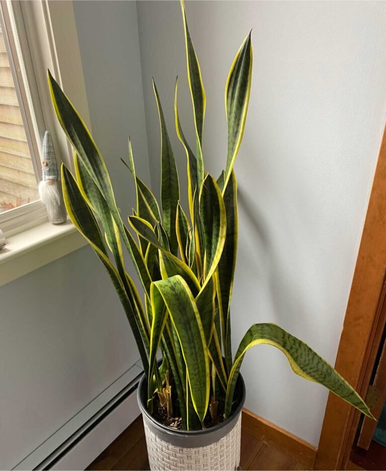 snake plant with no light