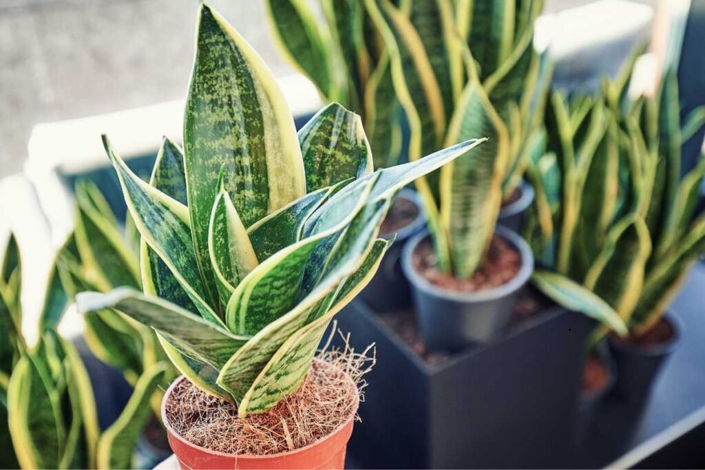 How Do I Increase My Snake Plant Growth?