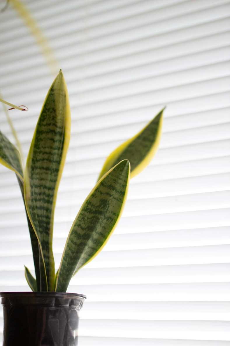 Snake Plant Humidity and Temperature Requirements