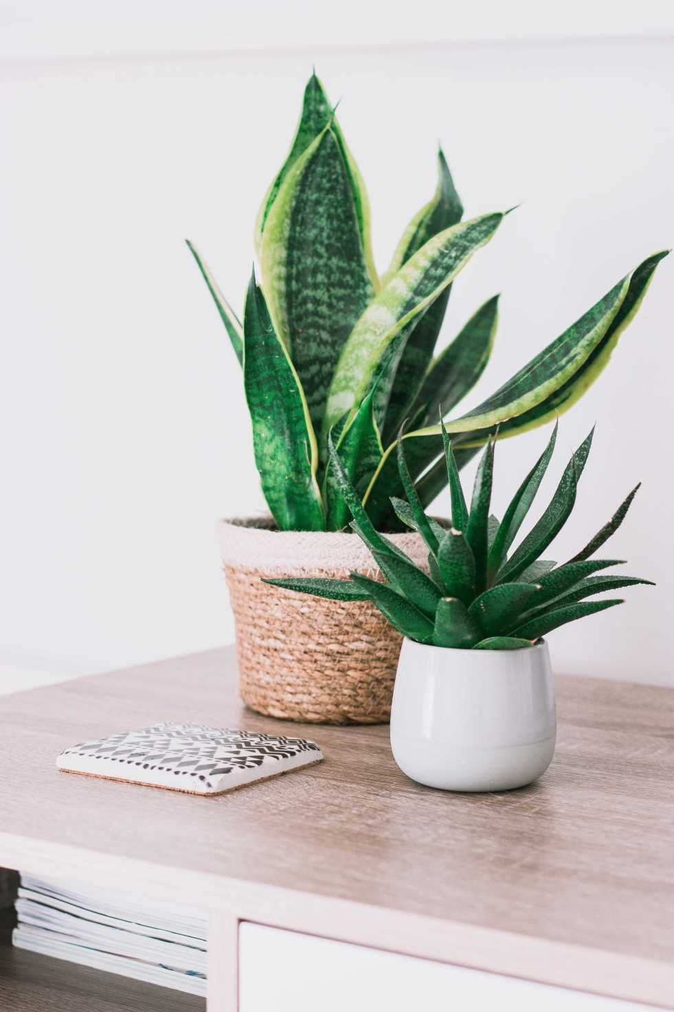 How to Take Care of a Snake Plant: A Complete Guide