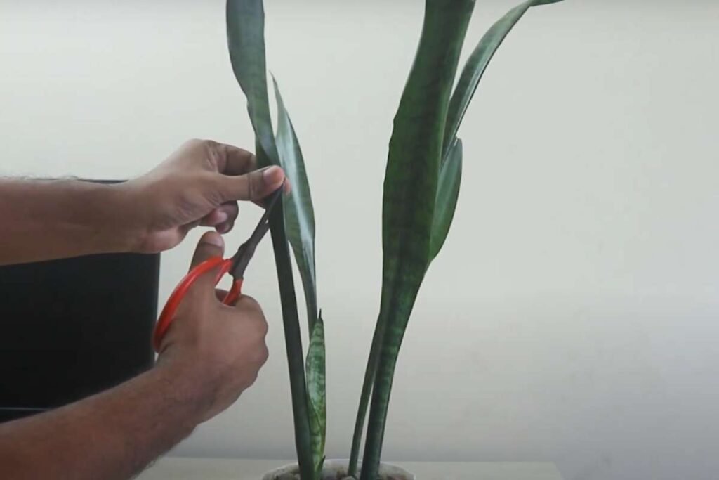 How to Prune a Snake Plant: A Detailed And Step-by-Step Guide