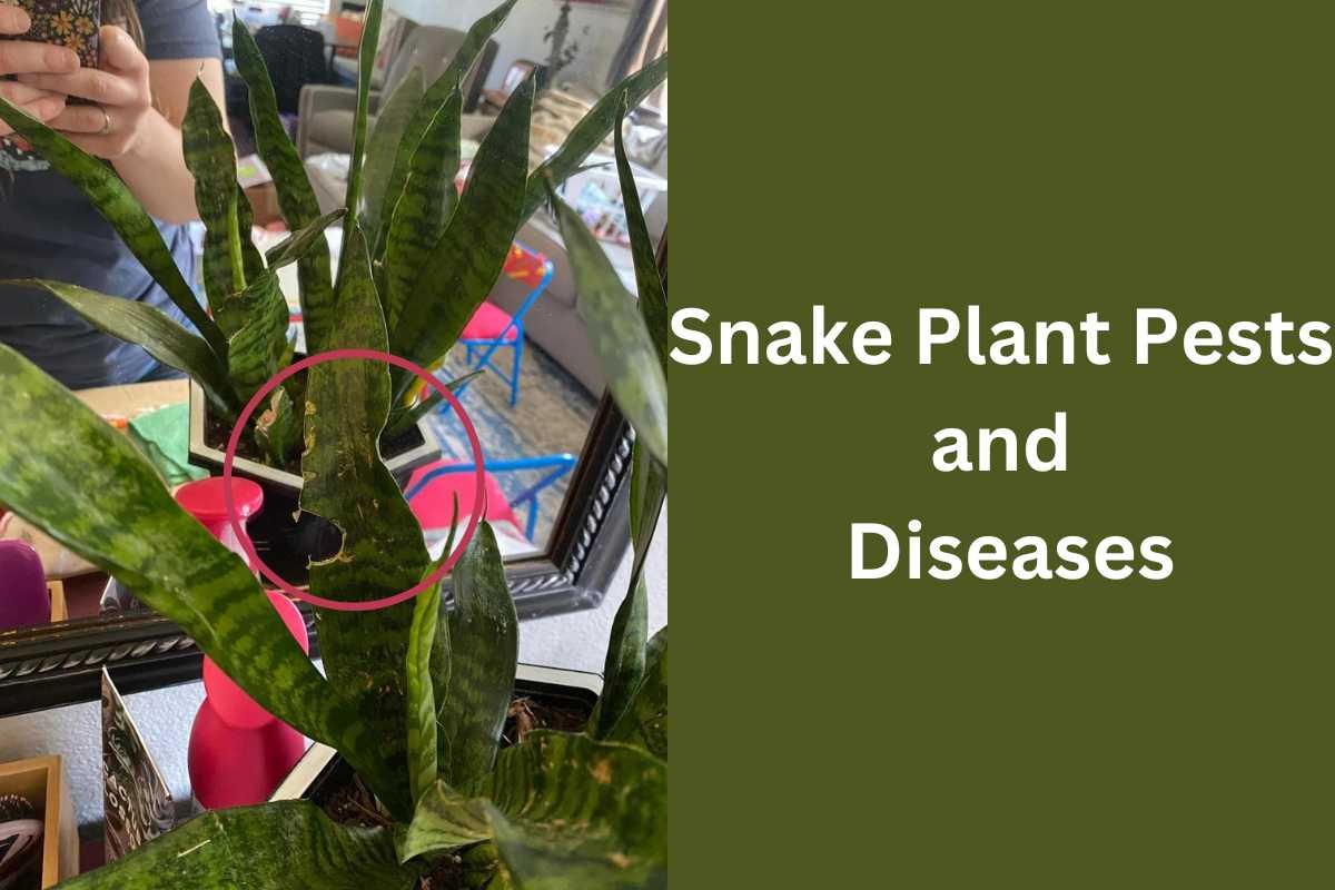 Snake Plant Pests and Diseases: Identifying, Preventing, and Treating