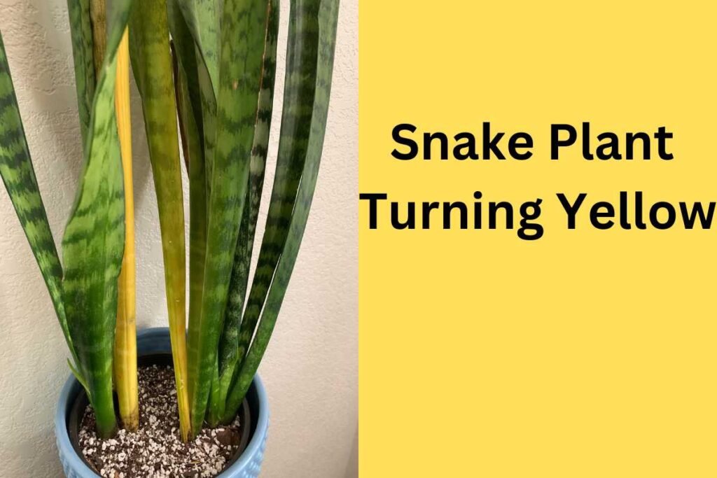 Why Is My Snake Plant Turning Yellow?