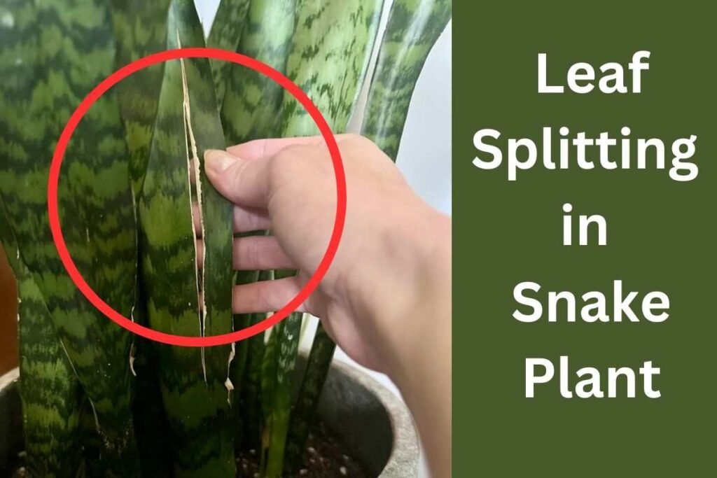 How Do I Avoid Leaf Splitting in Snake Plant?