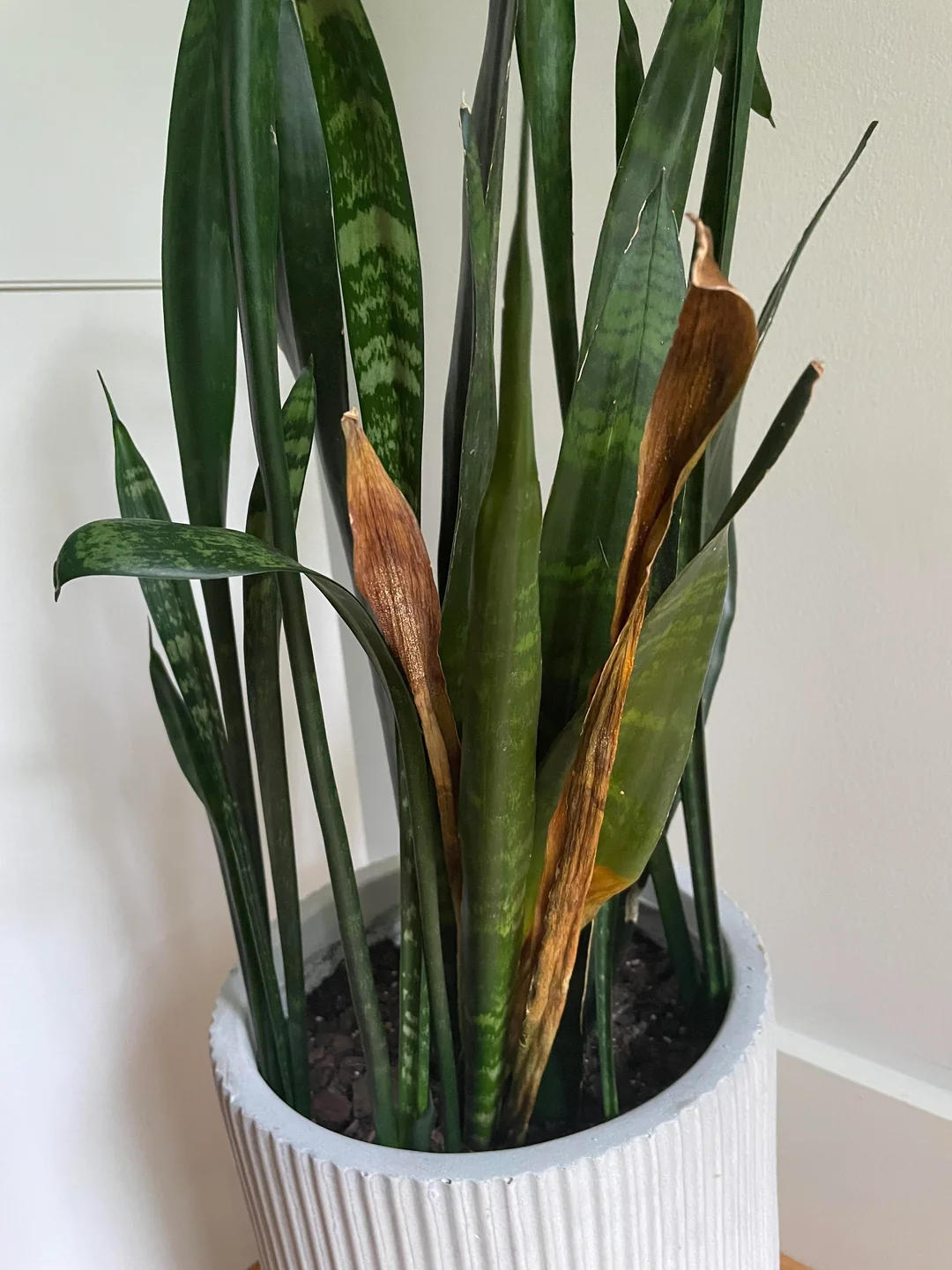 Snake Plant Brown Tips: Causes, Prevention, and Remedies