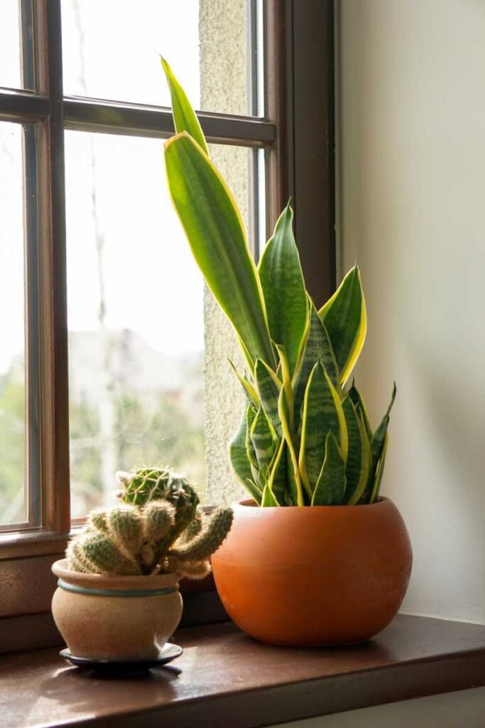 Where to Place Snake Plant in Your Home