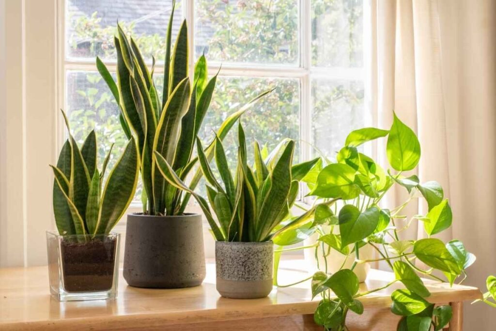 Snake Plant Decor Ideas: Creative Plans to Transform Your Space