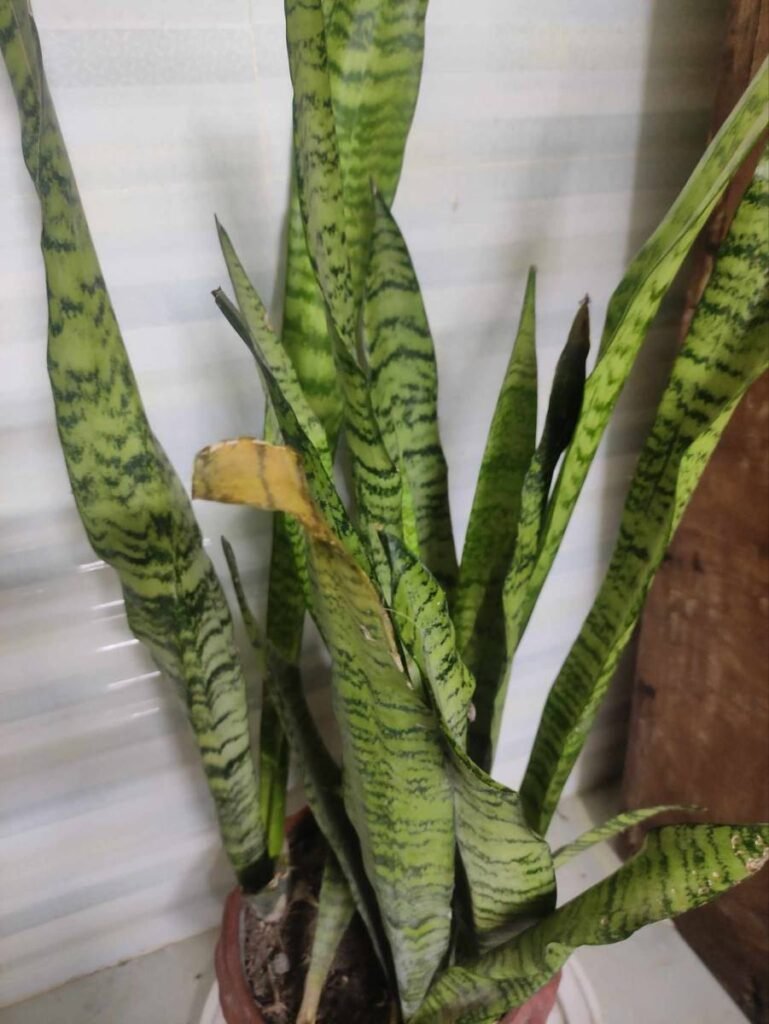 Snake Plant Wilting in Summer: Causes and Solutions