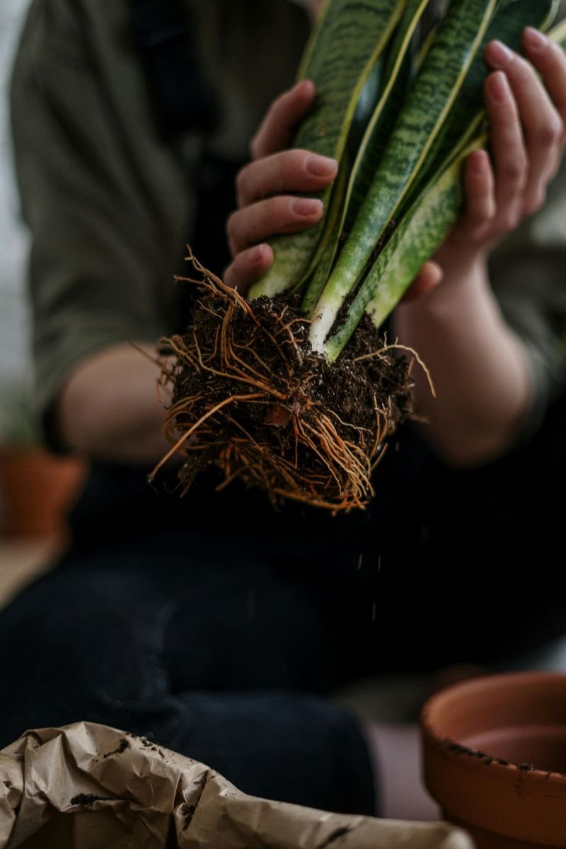 Snake Plants Root Bound: Here’s What You Need to Do